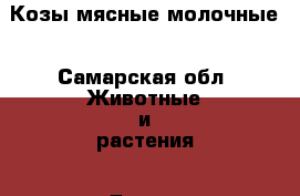 Козы мясные молочные - Самарская обл. Животные и растения » Другие животные   